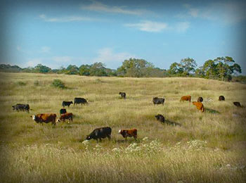 A terrific organic cattle ranch in Fredericksburg, TX