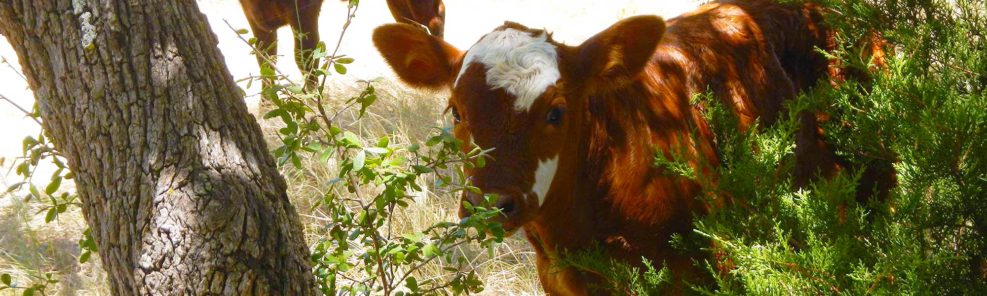 A top-quality organic cattle ranch in Fredericksburg, TX